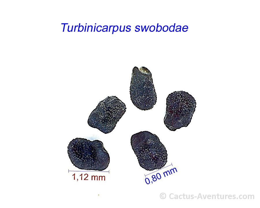 Turbinicarpus swobodae JL